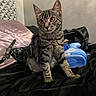 cat, kitten, tabby, striped_fur, feline, sitting, portrait, indoor, bedroom, blanket, black_blanket, pink_bag, blue_bottle, pet, animal, whiskers, ears, amber_eyes, looking_at_camera, household_items