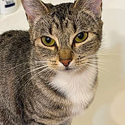 Kiwi is registered to the contest to win money with this photo: bathroom, bottle, cat, close_up, curious, cute, ears, feline, fur, green_eyes, indoor, nose, pet, portrait, sink, striped, tabby, whiskers, white_chest, young_cat