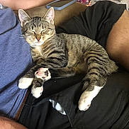 Kiwi is registered to the contest to win money with this photo: cat, kitten, sleeping, tabby, pet, animal, paws, person, lap, clothing, shorts, tshirt, couch, indoor, relaxing, resting, feline, domestic_animal, home, comfort