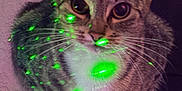 Kiwi joined the competition — help win amazing prizes! cat, tabby, pet, animal, laser, green_laser, whiskers, fur, paws, indoor, curious, closeup, eyes, glowing, spotlight, cute, mammal, face, sitting, feline