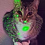 cat, tabby, pet, animal, laser, green_laser, whiskers, fur, paws, indoor, curious, closeup, eyes, glowing, spotlight, cute, mammal, face, sitting, feline
