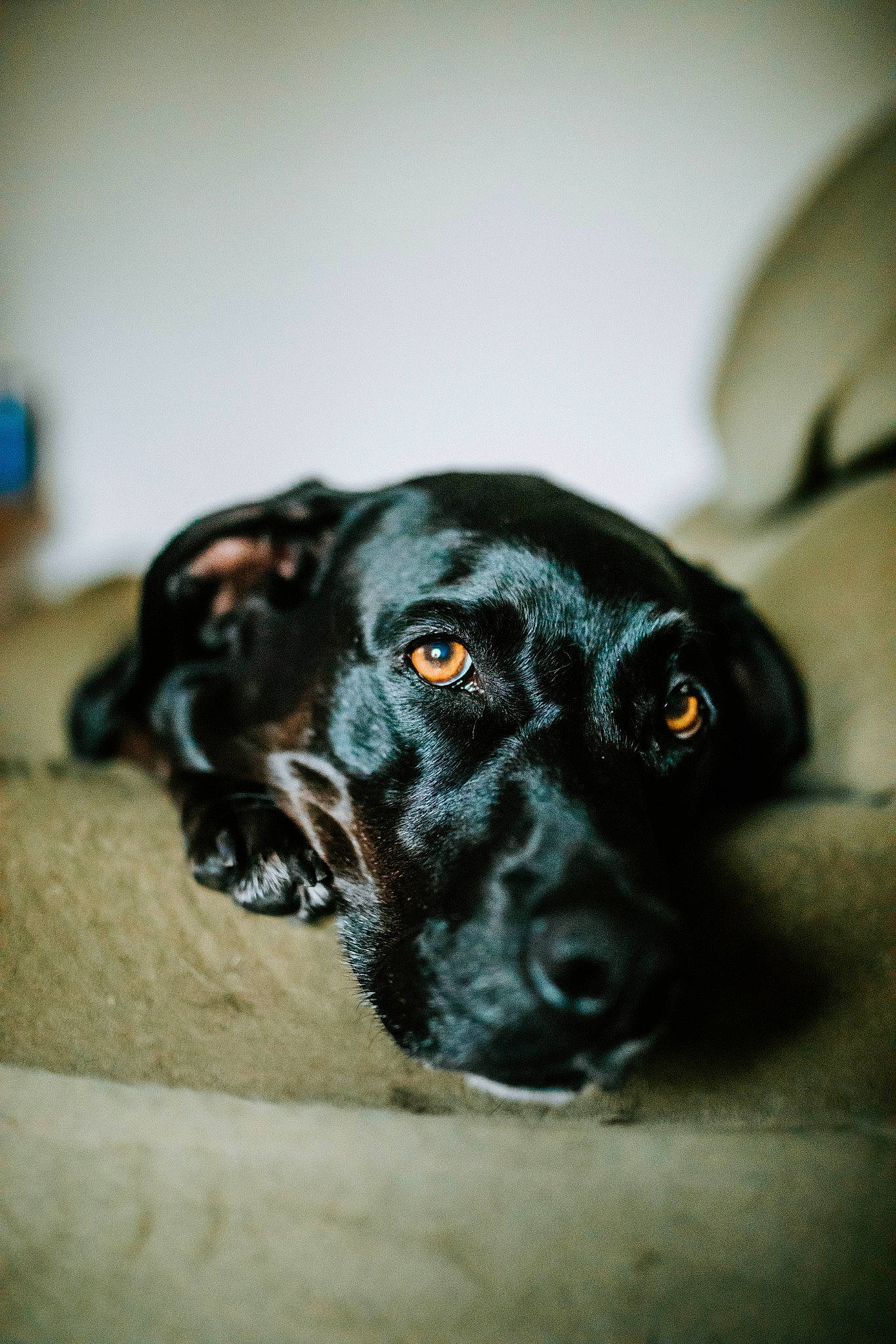 Lana joined the competition — help win amazing prizes! borador, canidae, carnivore, companion_dog, dog, dog_breed, electric_blue, eye, fur, head, monochrome_photography, snout, sporting_group, terrestrial_animal, whiskers, working_animal