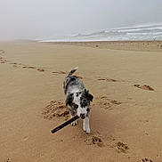 Seven participe au concours pour gagner de l'argent avec cette photo : beach, dog, empty_beach, fog, footprints, happy, horizon, merle, ocean, outdoors, paw_prints, pet, playful, puppy, running, sand, seascape, shore, stick, waves