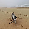 beach, dog, empty_beach, fog, footprints, happy, horizon, merle, ocean, outdoors, paw_prints, pet, playful, puppy, running, sand, seascape, shore, stick, waves