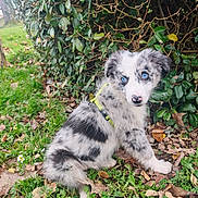 Seven participe au concours pour gagner de l'argent avec cette photo : dog, puppy, blue_eyes, merle_coat, harness, grass, leaves, bush, outdoor, nature, cute, sitting, fur, black_spot, white_fur, nose, gaze, close_up, autumn, ground