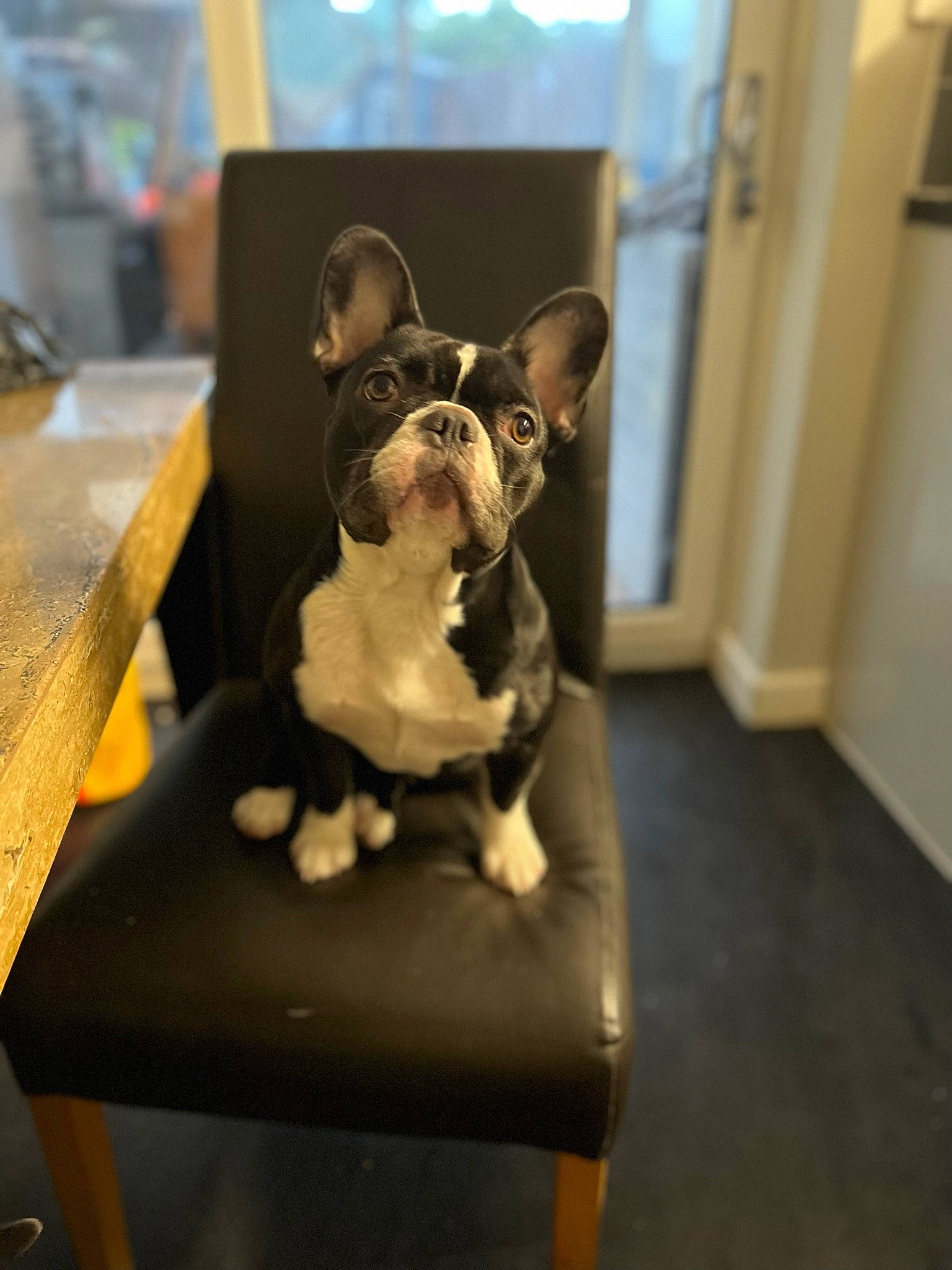 Beau joined the competition — help win amazing prizes! canidae, carnivore, chair, chihuahua, comfort, companion_dog, dog, dog_breed, ear, fawn, felidae, small_to_medium_sized_cats, snout, sporting_group, table, toy_dog, vertebrate, whiskers, window, working_animal