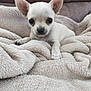 animal, blanket, canine, chihuahua, dog, pet, puppy, quilt