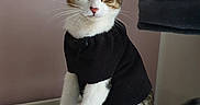 Floki a rejoint le concours — aidez-le/la à gagner de superbes lots ! abyssinian, accessories, animal, cat, chair, clothing, couch, cushion, furniture, homedecor, hoodie, kitten, knitwear, manx, pants, pet, rug, strap, sweater, sweatshirt