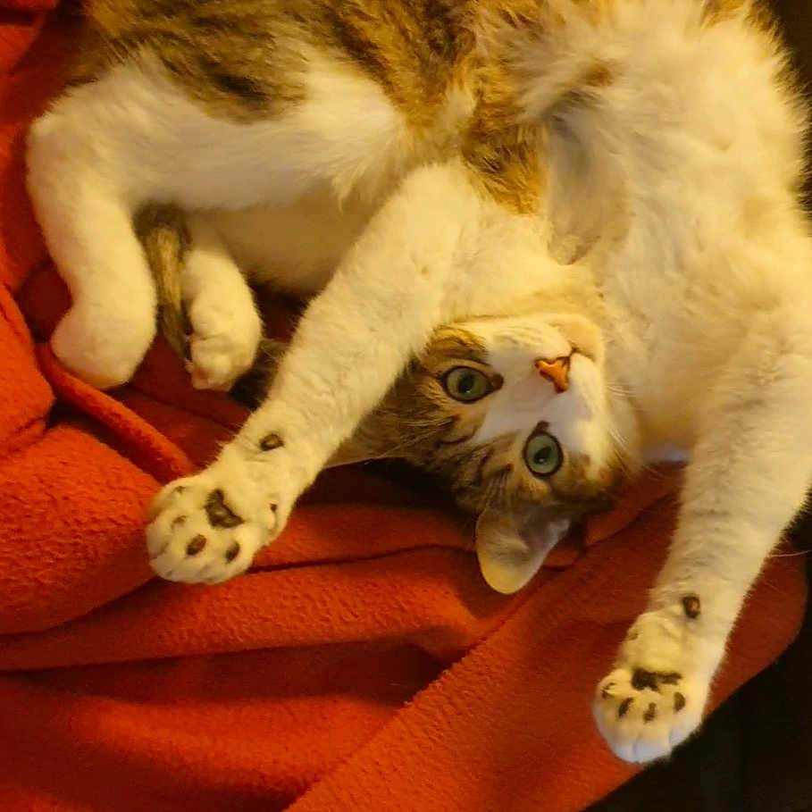 Floki