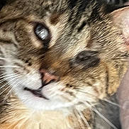 Angelina is registered to the contest to win money with this photo: cat, tabby, close_up, feline, whiskers, fur, face, pet, animal, cute, blur, soft_focus, muzzle, nose, eye, portrait, indoor, domestic_animal, furry, tabby_cat