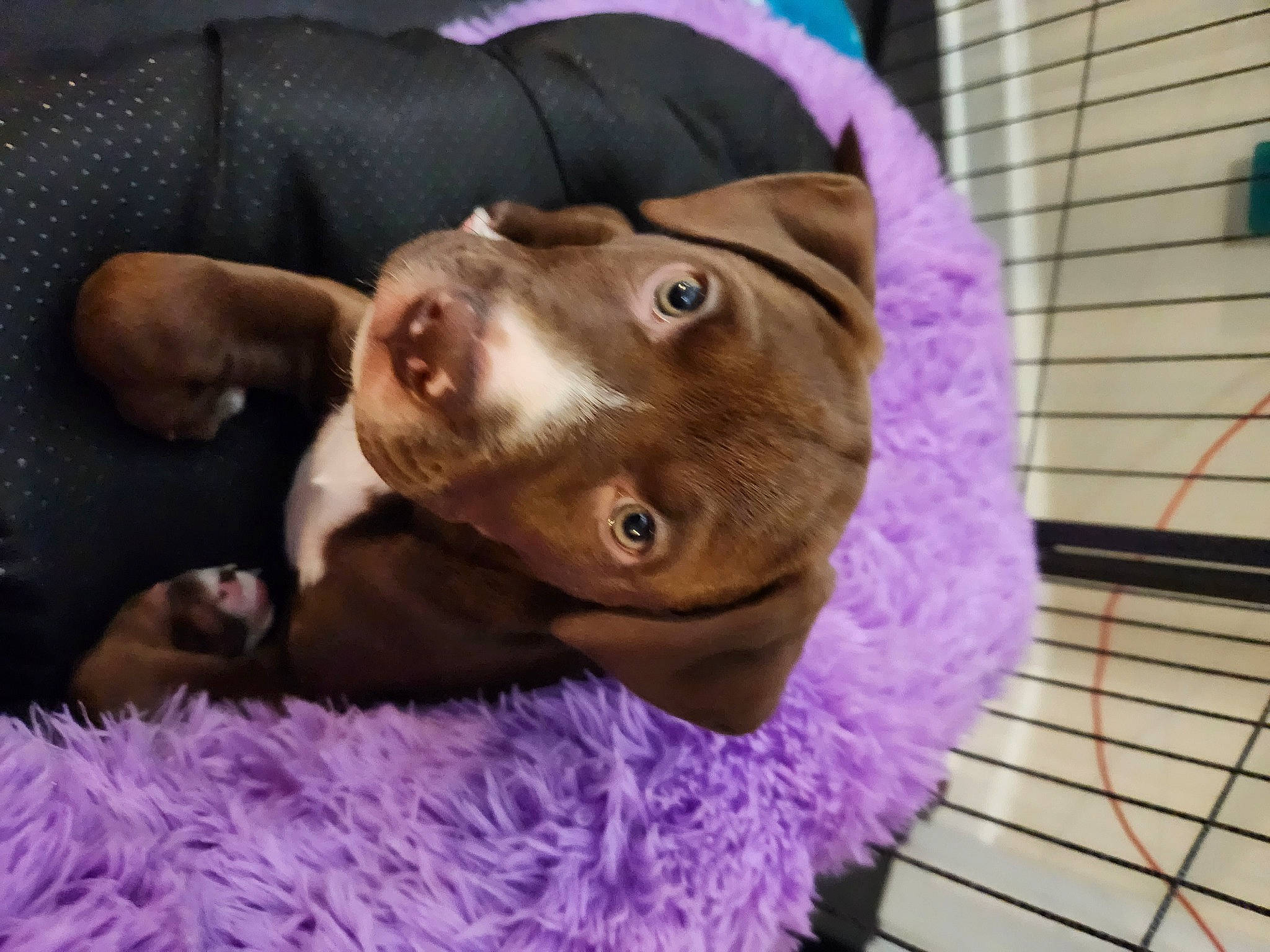 Peaches is registered to the contest to win money with this photo: canidae, carnivore, companion_dog, dog, dog_breed, dog_supply, ear, fawn, fur, jaw, liver, magenta, pet_supply, pink, purple, selfie, snout, sporting_group, whiskers, working_animal