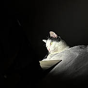 Bubba joined the competition — help win amazing prizes! cat, black_and_white, pet, animal, indoor, blanket, soft_light, dark_background, screen, gazing, cozy, feline, whiskers, ears, cute, quiet, resting, closeup, portrait, calm