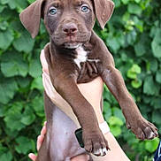 Oumi a rejoint le concours — aidez-le/la à gagner de superbes lots ! puppy, dog, brown_dog, pet, animal, outdoor, greenery, leafy_background, young_dog, cute, holding, person, hand, fur, ears, eyes, nails, snout, portrait, nature