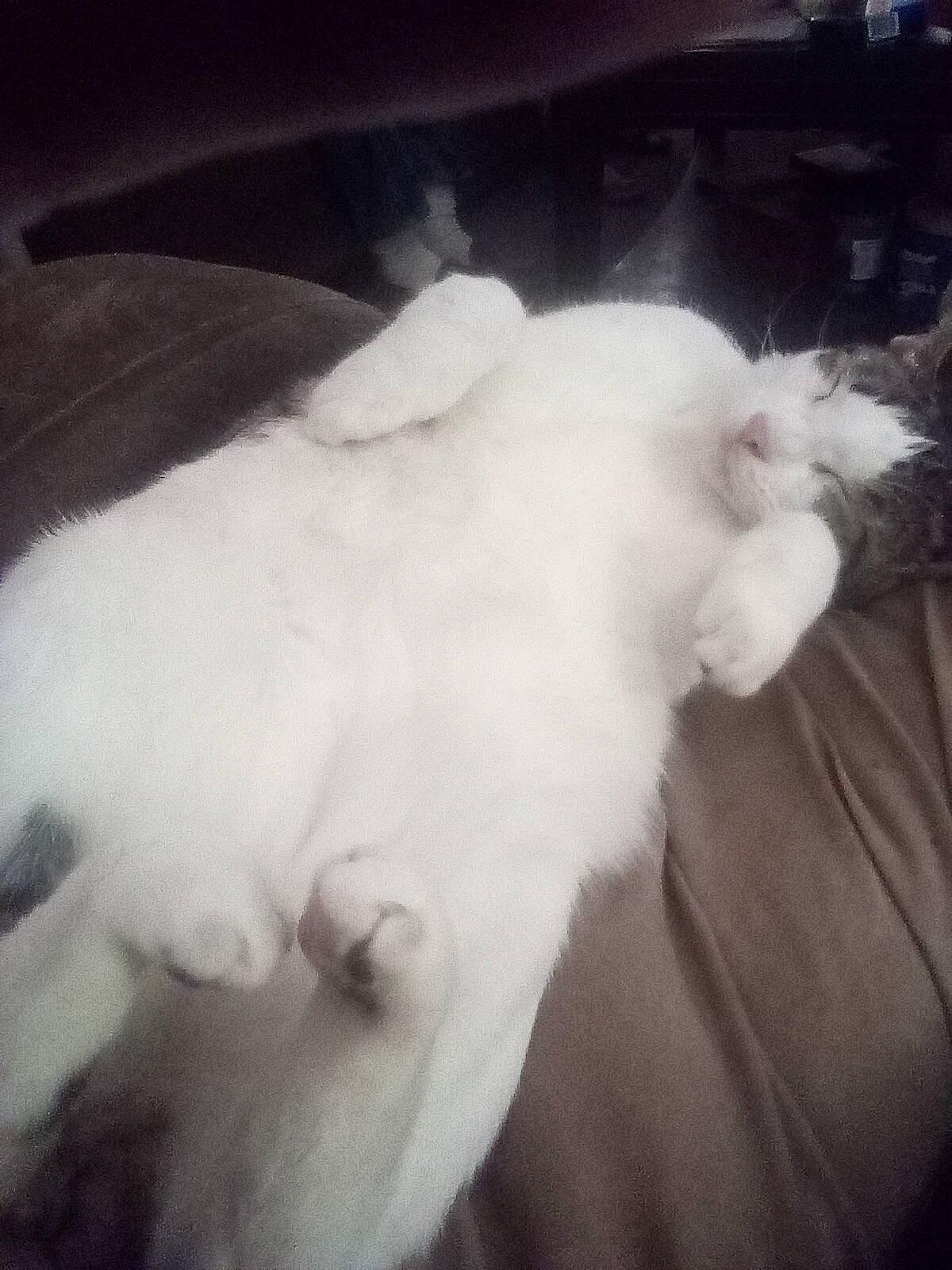 Waffles is registered to the contest to win money with this photo: canidae, carnivore, cat, cloud, comfort, companion_dog, cumulus, dog_breed, felidae, fur, gesture, jaw, paw, sky, small_to_medium_sized_cats, snout, sporting_group, tail, tints_and_shades, whiskers