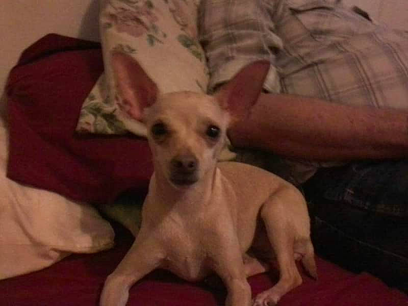 Cinnamon joined the competition — help win amazing prizes! canidae, carnivore, comfort, companion_dog, dog, dog_breed, dog_supply, ear, elbow, fawn, mammal, non_sporting_group, paw, snout, sporting_group, terrestrial_animal, toy_dog, whiskers, working_animal