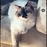 Gordis joined the competition — help win amazing prizes! animal, beige, blue_eyes, cat, couch, cozy, cute, domestic_cat, feline, fluffy_cat, indoor, long_fur, lounging, paw, pet, portrait, relaxed, resting, soft_light, whiskers