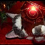Stormy joined the competition — help win amazing prizes! cat, christmas_ornament, red_carpet, pine_branches, holiday, playful, pet, cute, indoor, closeup, festive, decorations, animal, feline, curious, whiskers, paw, holiday_season, christmas_tree, domestic_cat