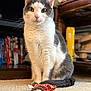 Stormy joined the competition — help win amazing prizes! cat, indoor, carpet, toy, feline, gray_and_white, pet, sitting, curious, yellow_eyes, whiskers, bookshelf, furniture, floor, domestic_animal, close_up, portrait, playful, household, cute
