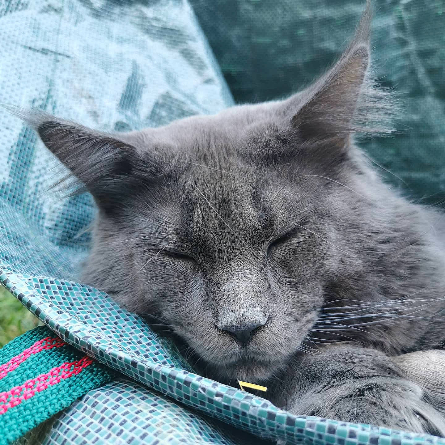 Pepper a rejoint le concours — aidez-le/la à gagner de superbes lots ! british_shorthair, burmese, carnivore, cat, chartreux, domestic_short_haired_cat, felidae, korat, mammal, nap, nebelung, russian_blue, sleep, small_to_medium_sized_cats, snout, vertebrate, whiskers