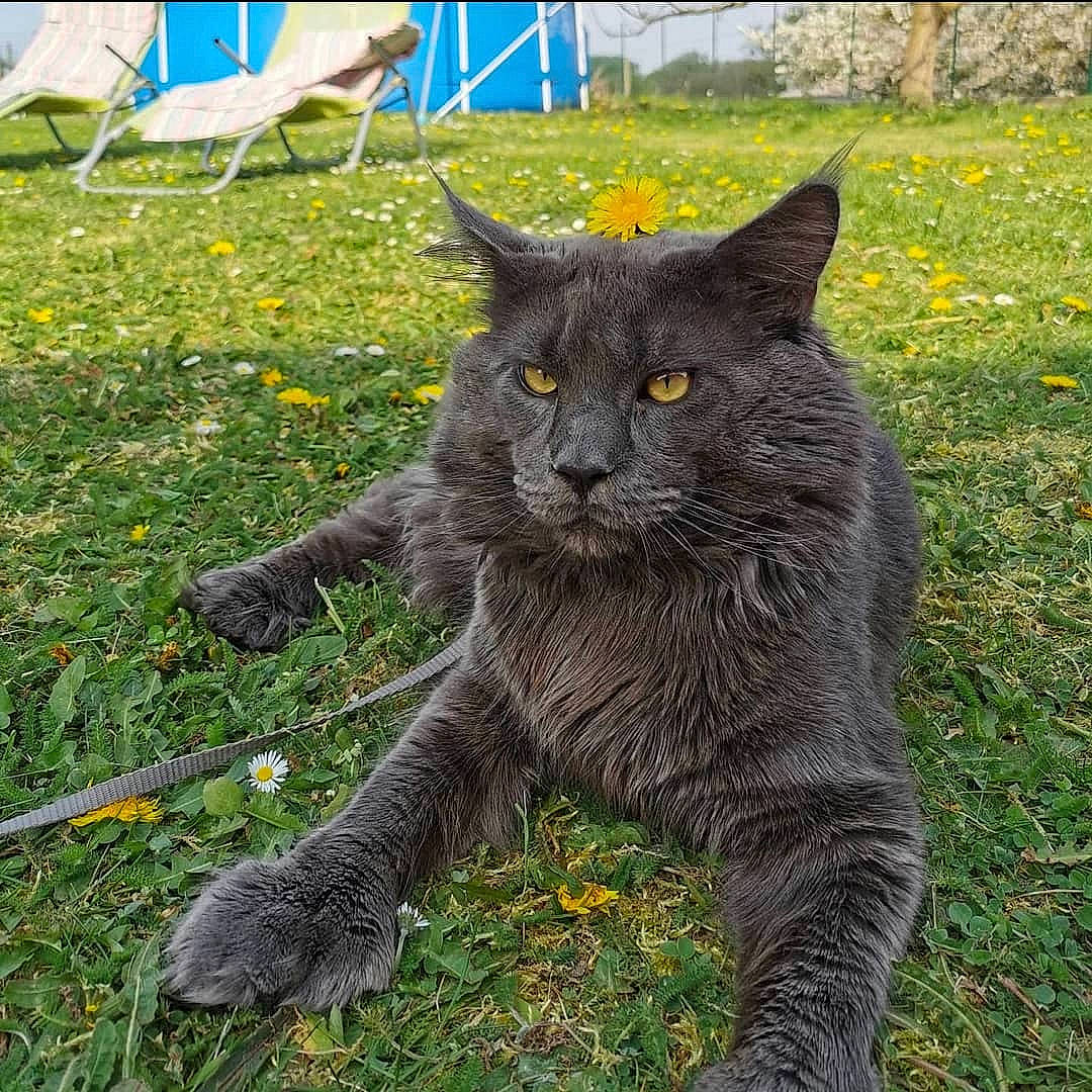Pepper participe au concours pour gagner de l'argent avec cette photo : black_cat, british_shorthair, carnivore, cat, chartreux, domestic_short_haired_cat, european_shorthair, felidae, fur, grass, maine_coon, mammal, nebelung, plant, russian_blue, small_to_medium_sized_cats, snout, tail, vertebrate, whiskers