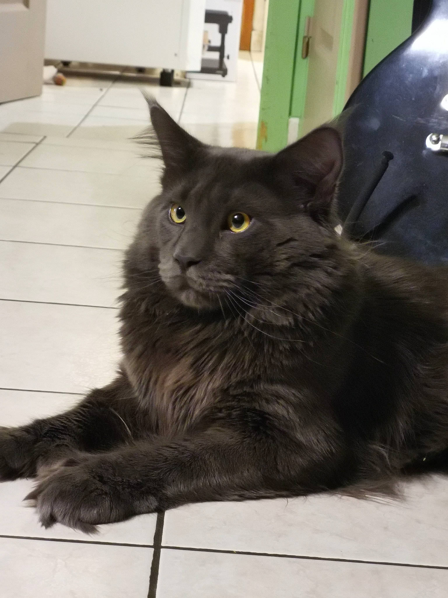 Pepper a rejoint le concours — aidez-le/la à gagner de superbes lots ! asian, asian_semi_longhair, black_cat, british_semi_longhair, carnivore, cat, domestic_long_haired_cat, domestic_short_haired_cat, felidae, korat, maine_coon, mammal, nebelung, norwegian_forest_cat, persian, russian_blue, small_to_medium_sized_cats, turkish_angora, vertebrate, whiskers