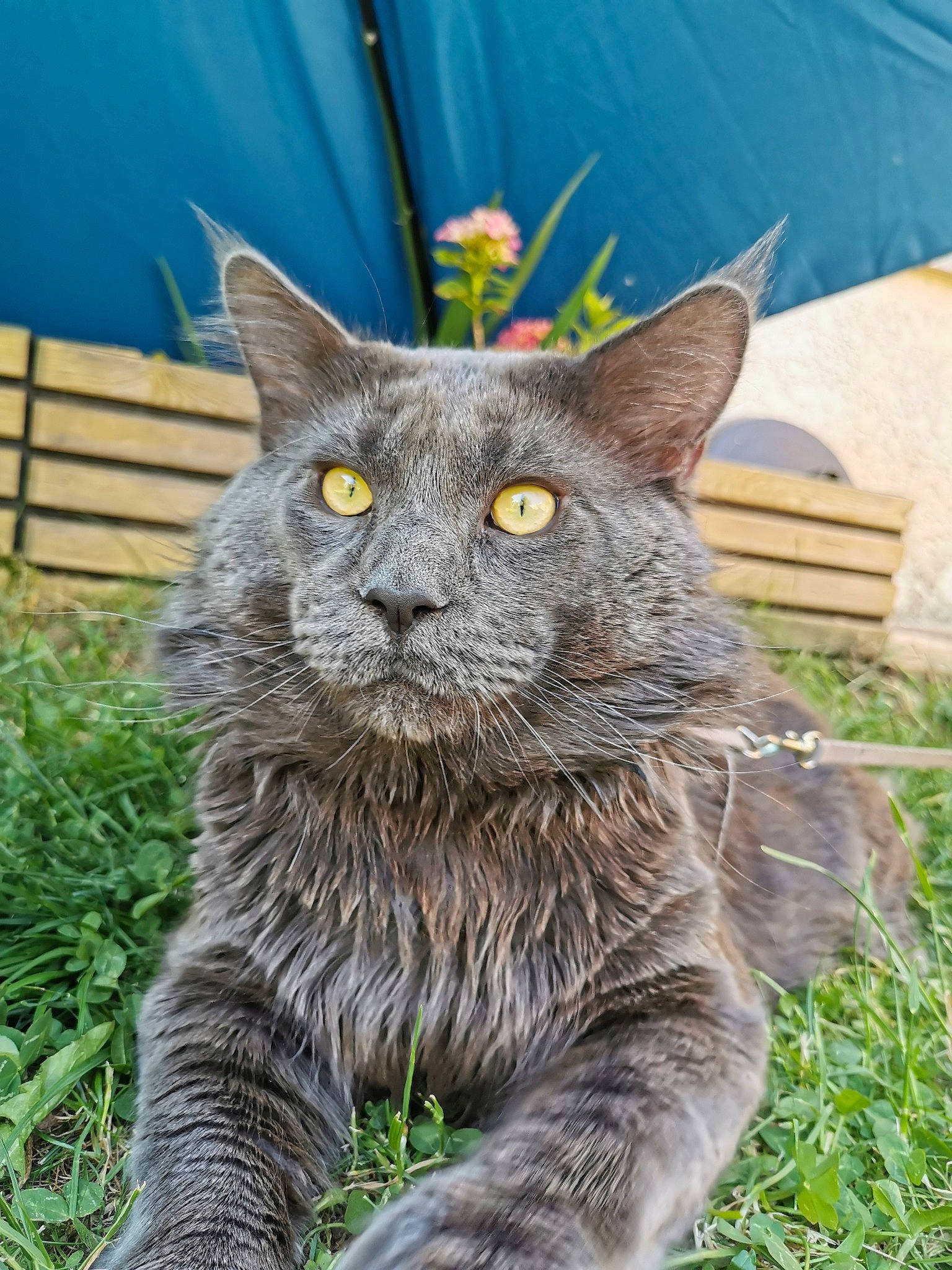 Pepper a rejoint le concours — aidez-le/la à gagner de superbes lots ! british_semi_longhair, carnivore, cat, chartreux, domestic_short_haired_cat, european_shorthair, felidae, grass, korat, maine_coon, mammal, nebelung, norwegian_forest_cat, plant, russian_blue, small_to_medium_sized_cats, snout, tabby_cat, vertebrate, whiskers
