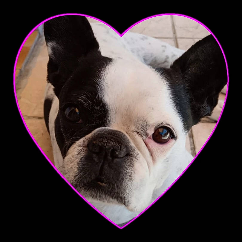 Lili a rejoint le concours — aidez-le/la à gagner de superbes lots ! canidae, carnivore, close_up, companion_dog, dog, dog_breed, ear, fawn, magenta, mammal, non_sporting_group, photography, pink, snout, square, terrestrial_animal, toy_dog, whiskers, working_animal, wrinkle