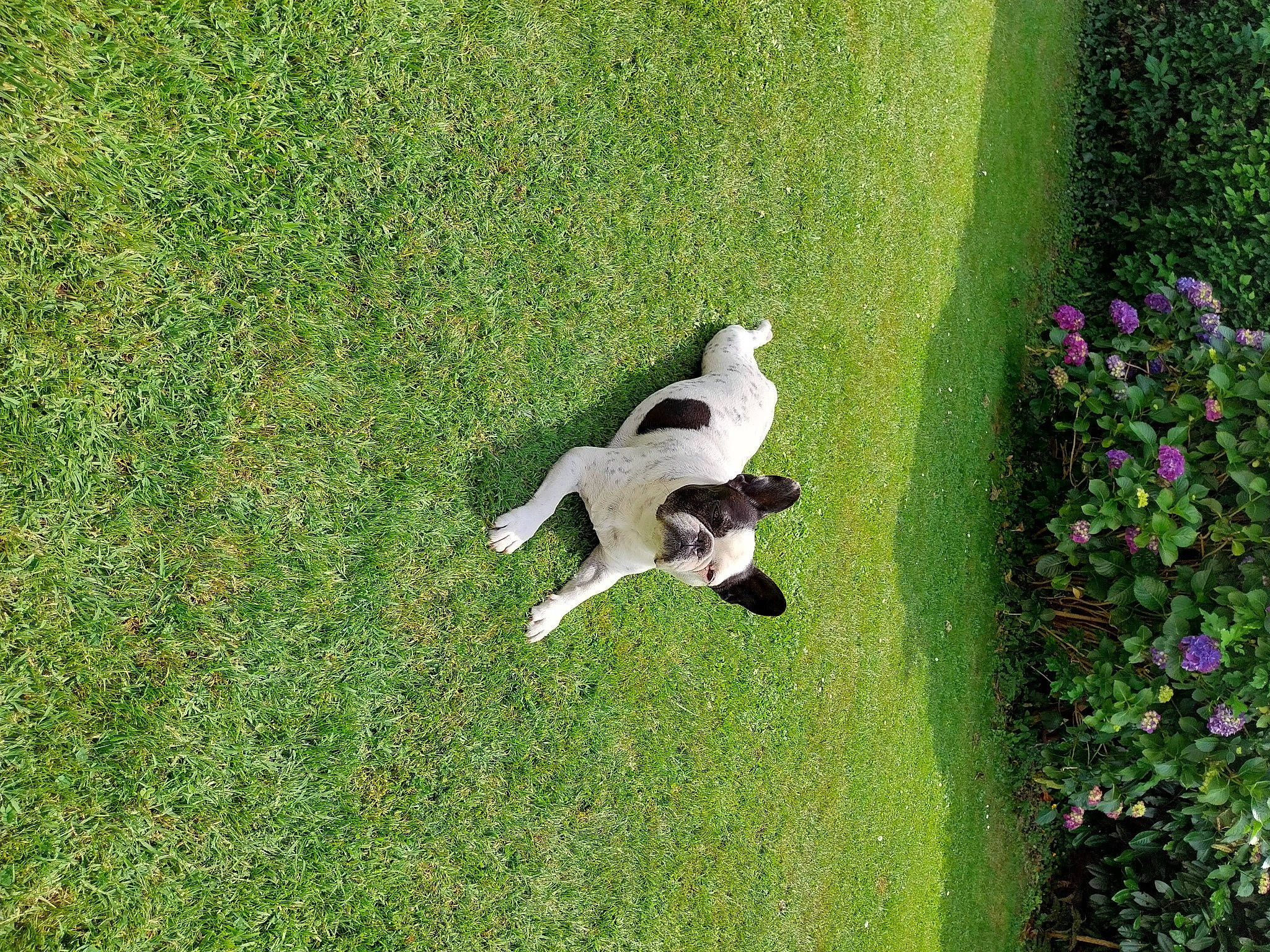 Lili participe au concours pour gagner de l'argent avec cette photo : annual_plant, artificial_turf, carnivore, companion_dog, dog, dog_breed, flower, garden, grass, grass_family, grassland, groundcover, lawn, pasture, people_in_nature, plant, shrub, tail, terrestrial_animal, tree