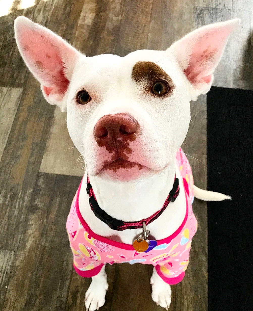 Isabeau is registered to the contest to win money with this photo: canidae, carnivore, collar, companion_dog, dog, dog_breed, dog_clothes, dog_collar, ear, leash, mammal, non_sporting_group, nose, pink, pit_bull, rare_breed_dog, snout, vertebrate