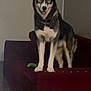 Thor joined the competition — help win amazing prizes! dog, husky, indoor, couch, red_couch, pet, animal, fur, standing, looking, floor, home, furniture, canine, domestic, ears, eyes, tongue, living_room, house