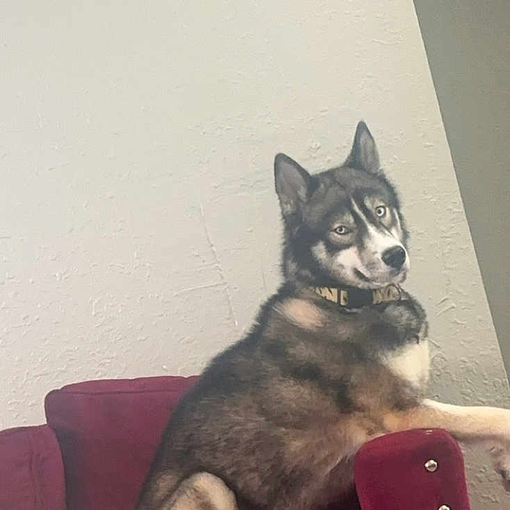Thor is registered to the contest to win money with this photo: animal, canine, chair, collar, cozy, cushion, dog, ears, eyes, fur, furniture, home, husky, indoor, looking, pet, red_chair, relaxed, resting, sitting