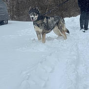 Thor joined the competition — help win amazing prizes! dog, husky, snow, winter, leash, outdoor, animal, pet, canine, cold, forest, person, walking, nature, fur, standing, daylight, trees, happy, playful