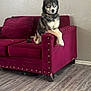 Thor joined the competition — help win amazing prizes! husky, dog, couch, maroon, living_room, floor, wooden_floor, pet, indoor, sitting, fur, collar, ears, animal, domestic, comfortable, home, relaxed, cute, portrait