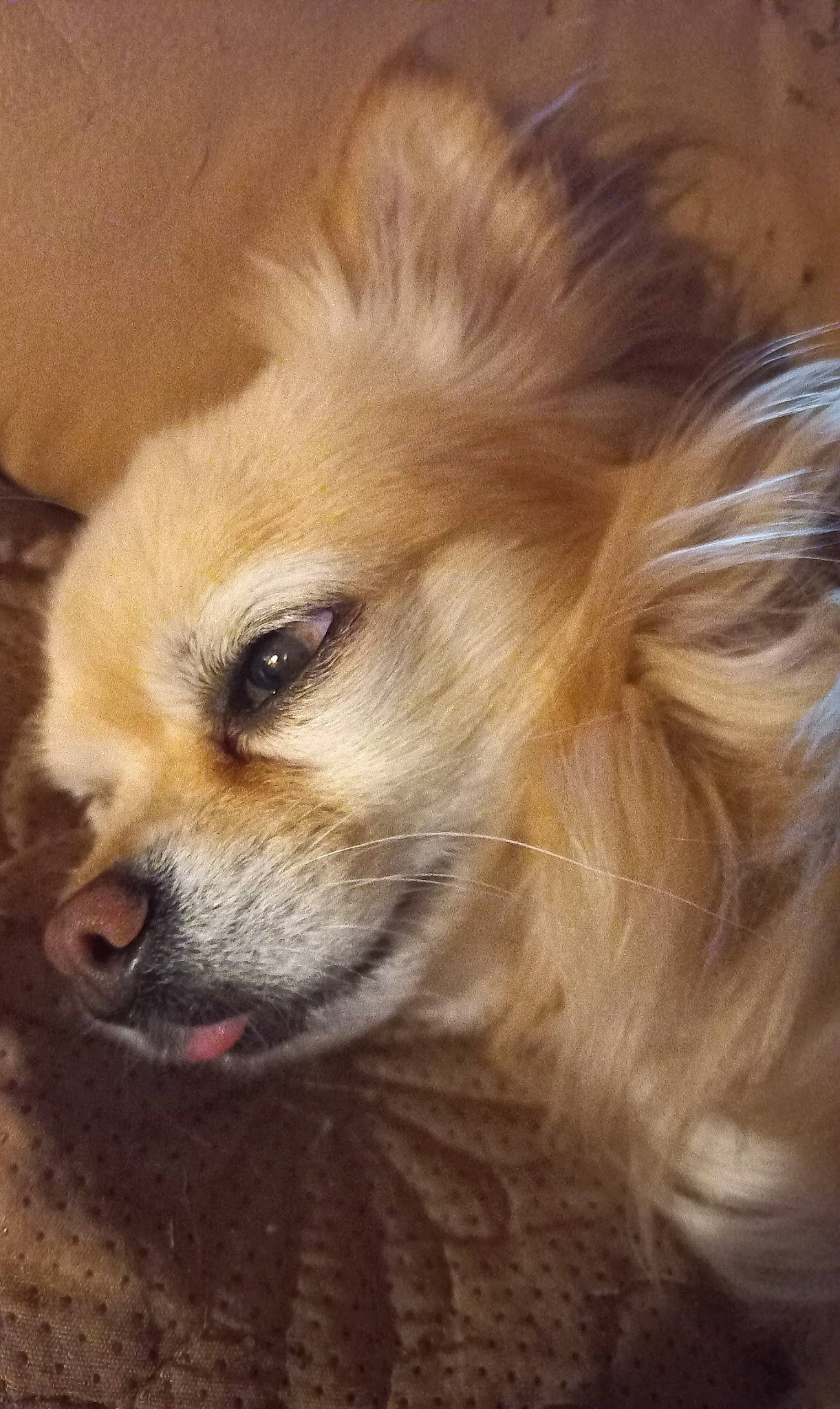 Luky participe au concours pour gagner de l'argent avec cette photo : canidae, carnivore, companion_dog, dog, dog_breed, dog_supply, fawn, fur, german_spitz, german_spitz_mittel, liver, snout, spitz, sporting_group, terrestrial_animal, toy_dog, volpino_italiano, whiskers, wildlife, working_animal