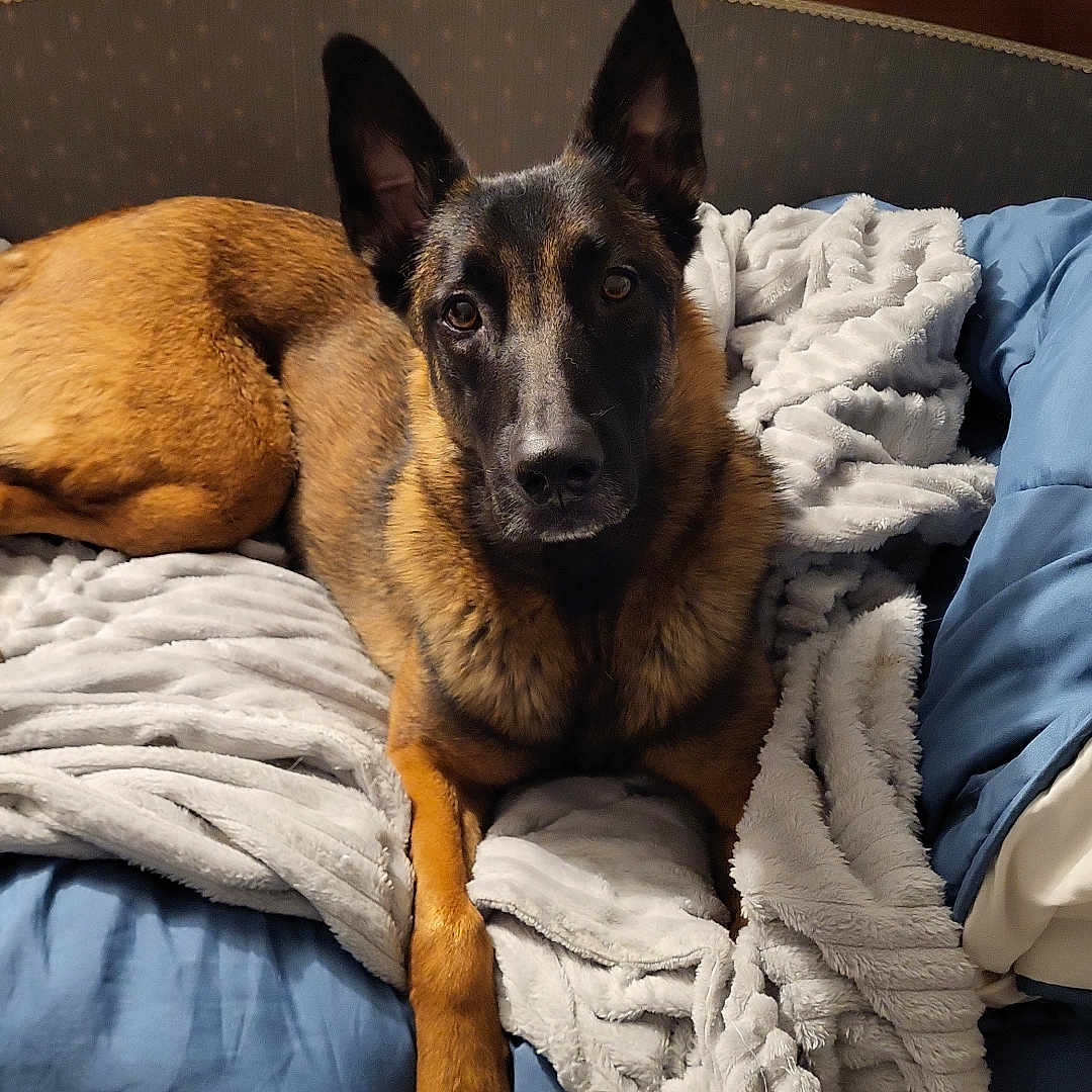 Laika a rejoint le concours — aidez-le/la à gagner de superbes lots ! animal, bed, bedroom, blanket, canine, couch, cushion, dog, dogbed, furniture, germanshepherd, homedecor, hound, indoors, person, pet, policedog, puppy, room, terrier
