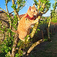 Simba participe au concours pour gagner de l'argent avec cette photo : cat, orange_tabby, tree, climbing, collar, outdoor, sunlight, blue_sky, green_leaves, garden, nature, animal, pet, feline, branch, daylight, fur, whiskers, adventure, curious