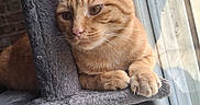 Simba participe au concours pour gagner de l'argent avec cette photo : cat, orange_tabby, cat_tree, window, indoor, plush, feline, pet, resting, contemplative, natural_light, paws, ears, whiskers, fur, home, relaxed, domestic_cat, quiet, daylight