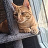 cat, orange_tabby, cat_tree, window, indoor, plush, feline, pet, resting, contemplative, natural_light, paws, ears, whiskers, fur, home, relaxed, domestic_cat, quiet, daylight
