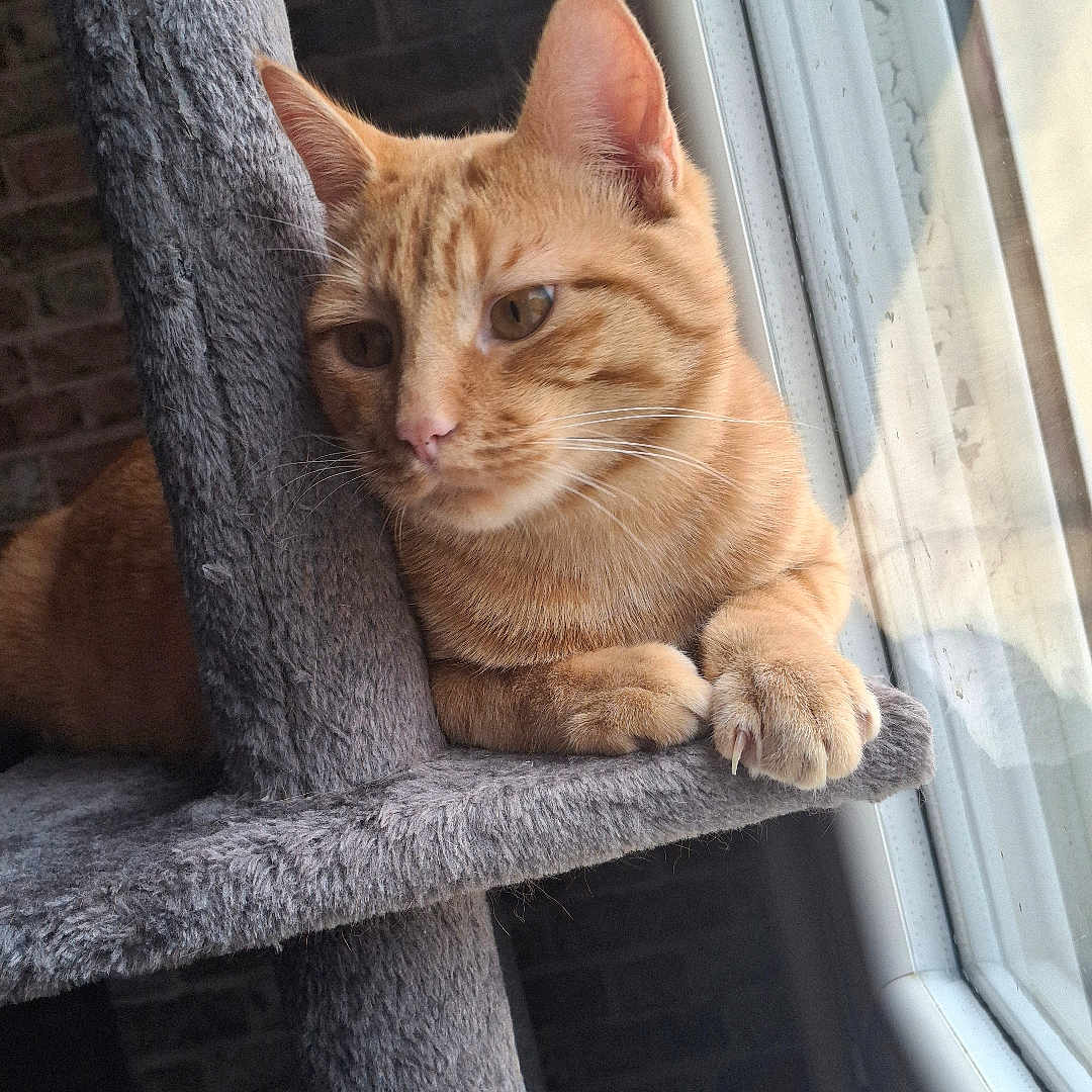 Simba participe au concours pour gagner de l'argent avec cette photo : cat, orange_tabby, cat_tree, window, indoor, plush, feline, pet, resting, contemplative, natural_light, paws, ears, whiskers, fur, home, relaxed, domestic_cat, quiet, daylight