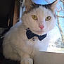 cat, animal, pet, white_cat, tabby, bow_tie, bell, windowsill, window, indoor, yellow_eyes, fur, whiskers, close_up, portrait, domestic_cat, curious, feline, paw, natural_light