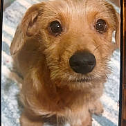 Pluto joined the competition — help win amazing prizes! dog, puppy, close_up, portrait, brown_fur, wet_nose, whiskers, big_eyes, looking_up, pet, indoors, blanket, cute, furry, snout, paws, sitting, domestic_animal, dog_face, adorable