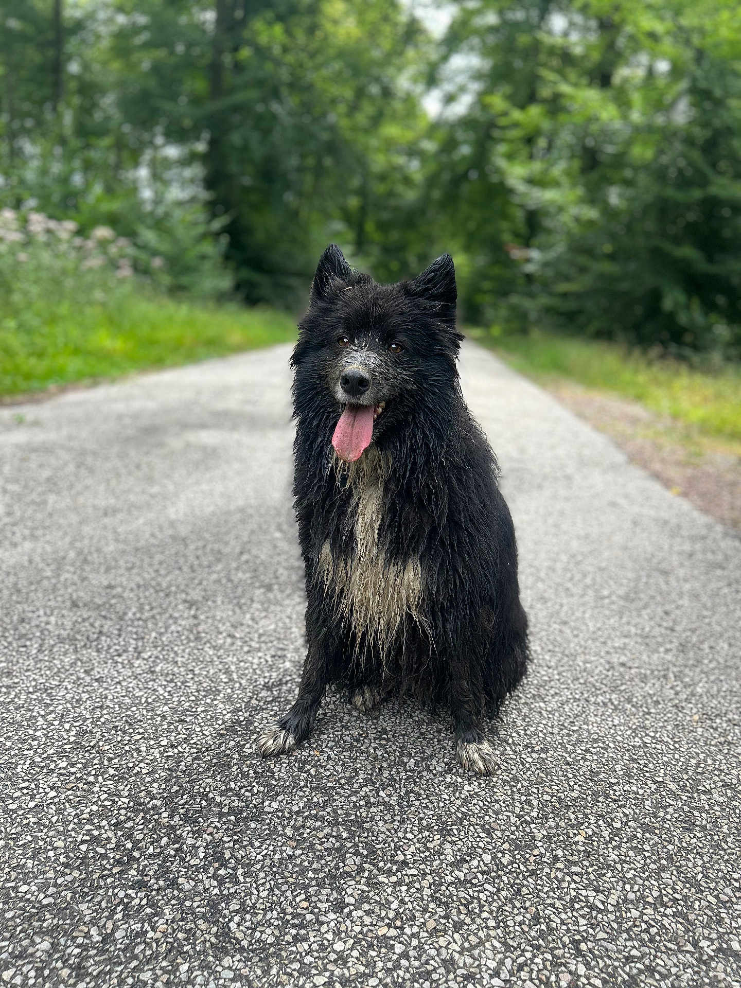 Nita participe au concours pour gagner de l'argent avec cette photo : animal, canine, city, dog, grass, land, nature, outdoors, path, pet, plant, puppy, road, rock, street, tarmac, tree, urban, vegetation, woodland