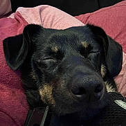 Gunner is registered to the contest to win money with this photo: dog, close_up, black_dog, resting, sleeping, person, shirt, maroon, pink, indoor, pet, collar, face, snout, ears, cozy, comfort, relaxation, animal, companion
