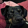 dog, close_up, black_dog, resting, sleeping, person, shirt, maroon, pink, indoor, pet, collar, face, snout, ears, cozy, comfort, relaxation, animal, companion