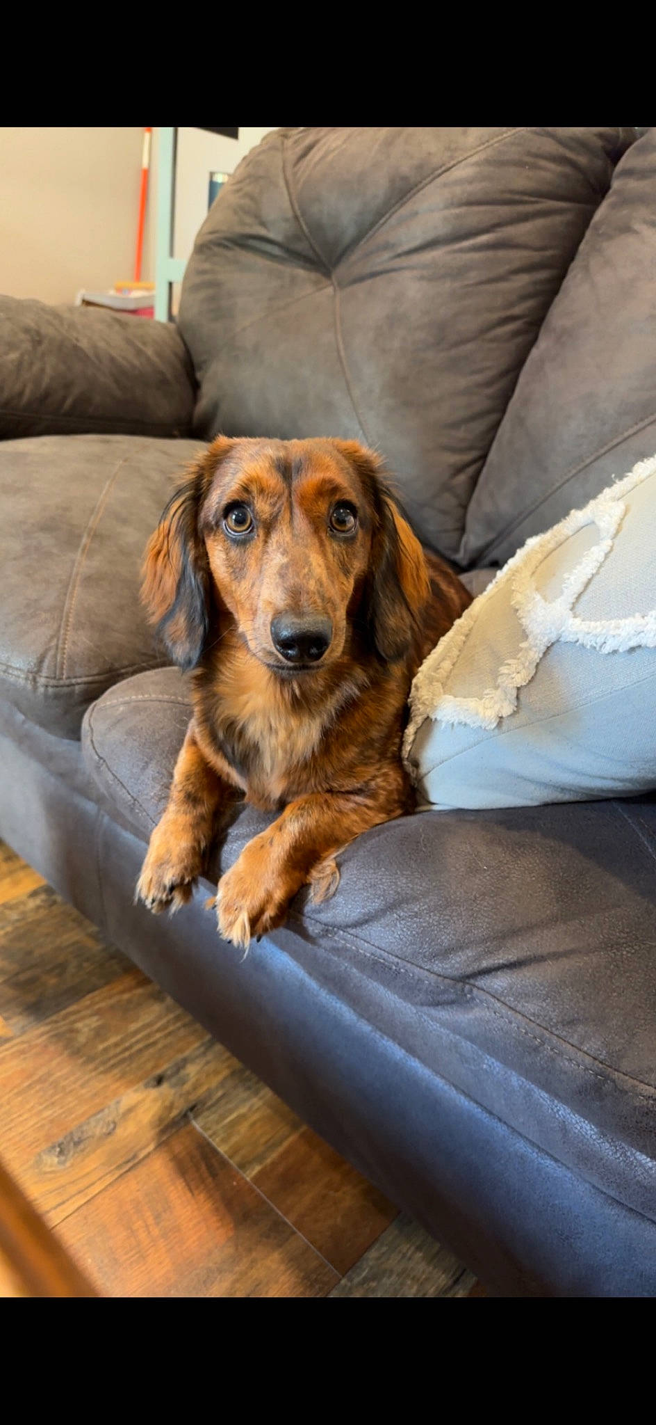 Jaxon joined the competition — help win amazing prizes! canidae, carnivore, chair, comfort, companion_dog, couch, dog, dog_breed, flooring, fur, furniture, hardwood, linens, liver, living_room, pillow, plank, varnish, wood, working_animal