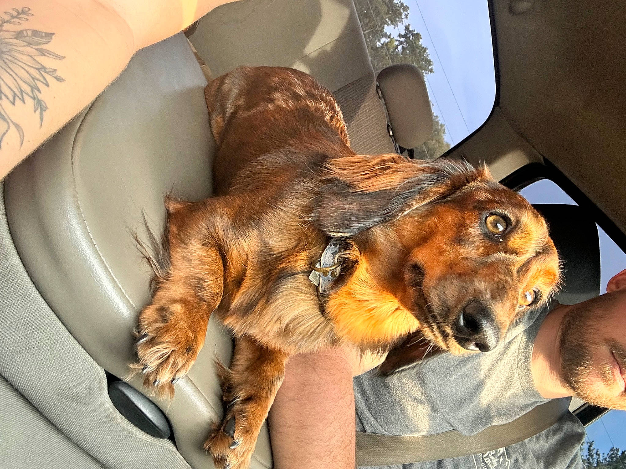 Jaxon is registered to the contest to win money with this photo: canidae, carnivore, claw, comfort, companion_dog, dog, dog_breed, ear, fawn, felidae, fur, liver, metal, paw, snout, sporting_group, tail, vehicle_door, whiskers, working_animal