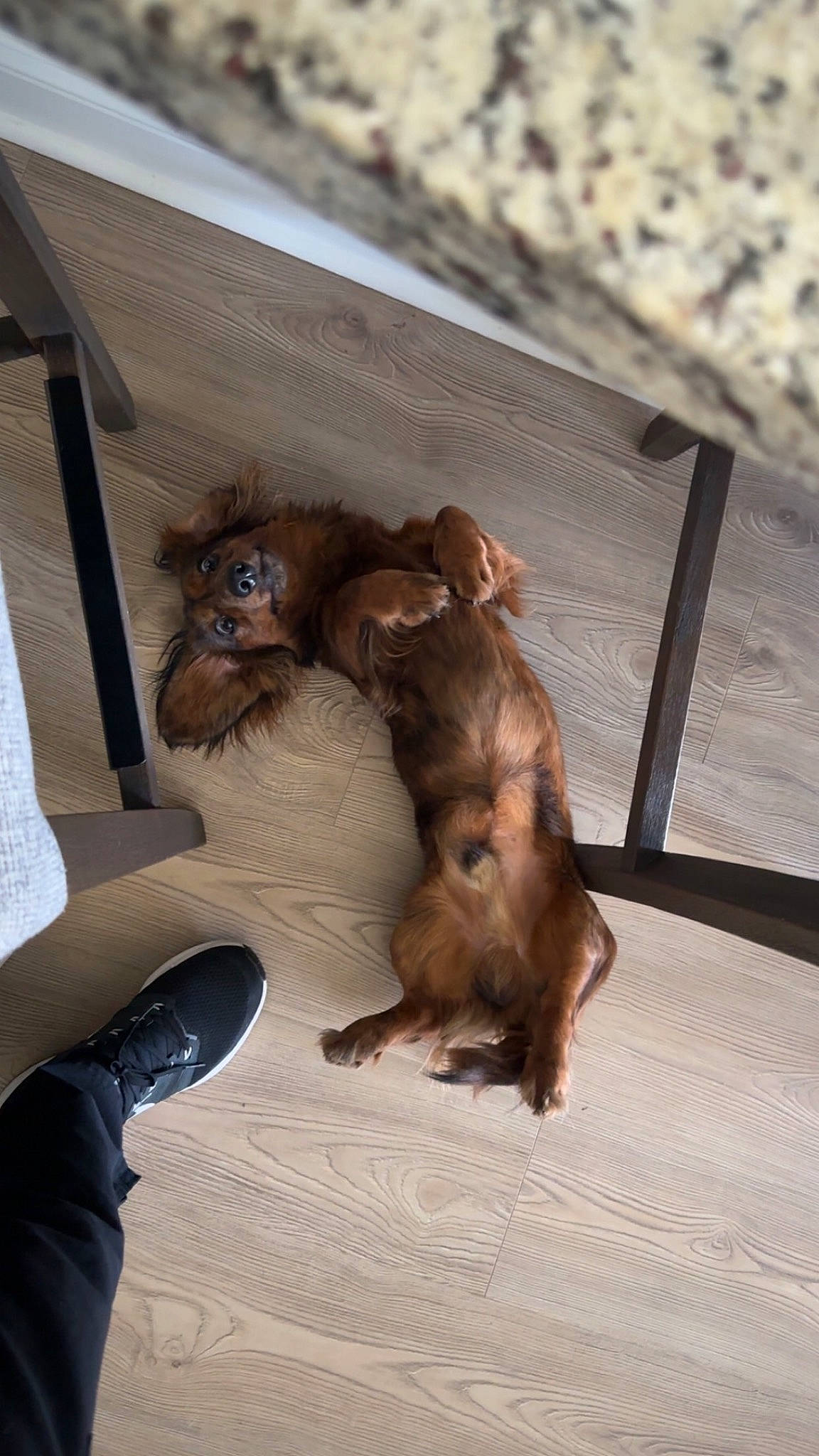 Jaxon is registered to the contest to win money with this photo: canidae, claw, companion_dog, dog_breed, fawn, foot, fur, liver, macaque, orangutan, paw, primate, rhesus_macaque, rodent, snout, sporting_group, tail, terrestrial_animal, wildlife, wood