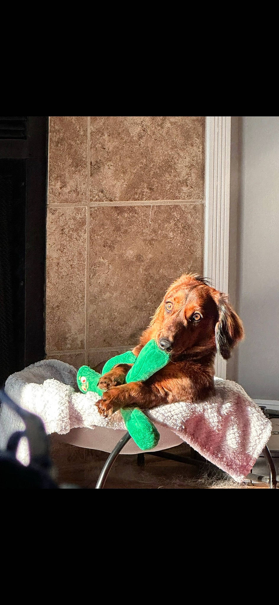 Jaxon joined the competition — help win amazing prizes! canidae, carnivore, chair, comfort, companion_dog, dog, dog_breed, fawn, flooring, fur, leash, linens, liver, room, sitting, sporting_group, tints_and_shades, toy, toy_dog, working_animal