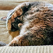 Harley joined the competition — help win amazing prizes! cat, sleeping, fur, paw, cozy, resting, animal, pet, closeup, texture, beige, striped, whiskers, cute, indoor, relaxing, mammal, feline, nap, curled_up