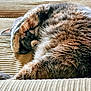 cat, sleeping, fur, paw, cozy, resting, animal, pet, closeup, texture, beige, striped, whiskers, cute, indoor, relaxing, mammal, feline, nap, curled_up